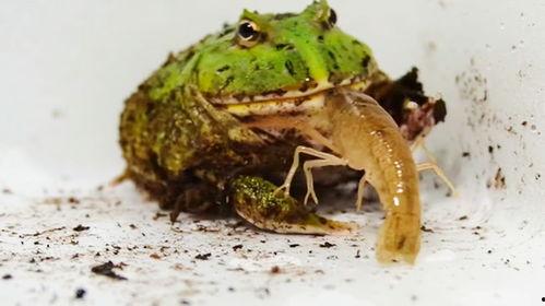 网红蛙在旁边吃瓜