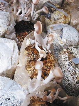 17吃瓜官网蘑菇,揭秘网络红人背后的神秘世界