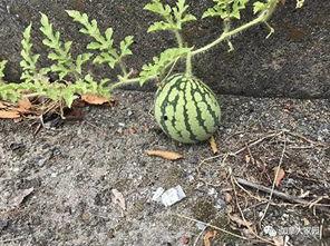 山东一个网红吃瓜事件,揭秘网络舆论的风暴与真相