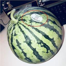 网红吃瓜颜色,色彩斑斓的瓜界风云